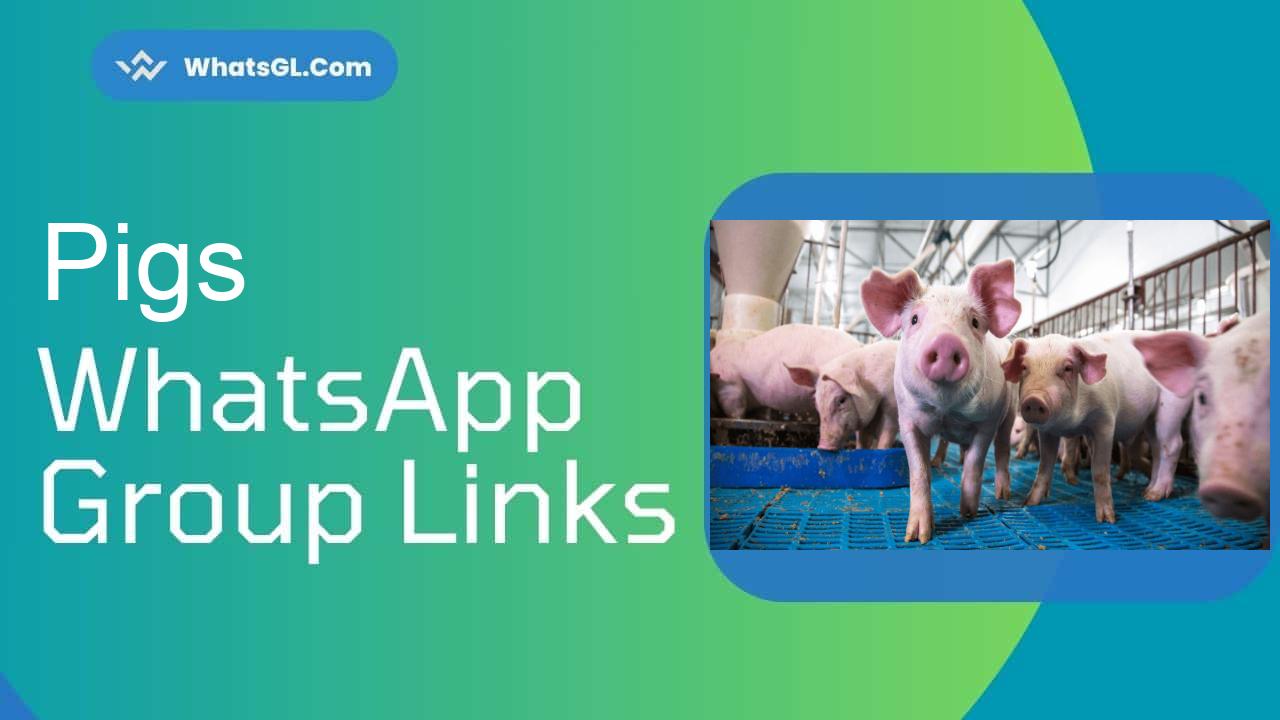 Pigs Whatsapp Group Links WhatsApp Group